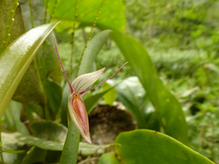 Pleurothallis nuda