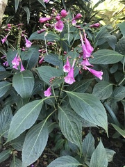 Strobilanthes hamiltoniana