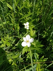 Anemonastrum canadense