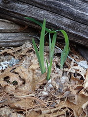 Iris verna