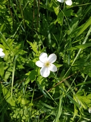 Anemonastrum canadense