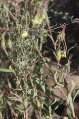 Senecio brevilorus