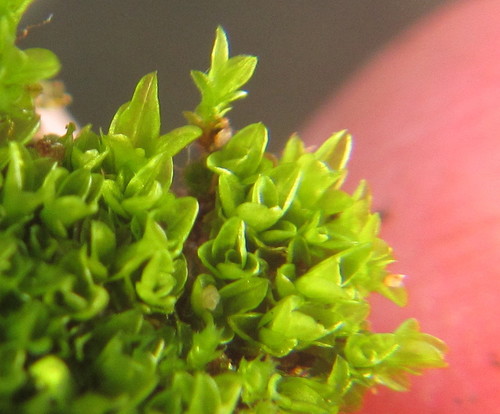 Hyophila involuta
