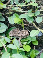 Rhinella marina