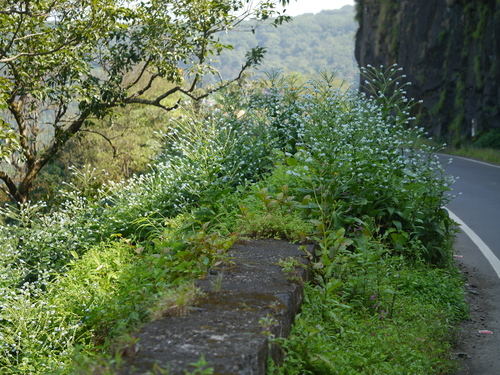 Lambert's borage (Adelocaryum lambertianum)