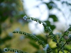Adelocaryum lambertianum