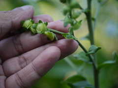 Adelocaryum lambertianum
