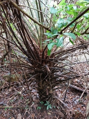 Gymnosphaera podophylla