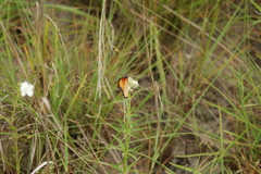 Danaus chrysippus dorippus