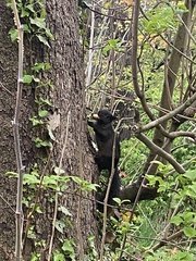 Sciurus carolinensis