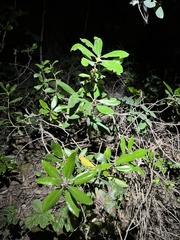 Comarostaphylis diversifolia