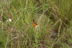 Danaus chrysippus dorippus