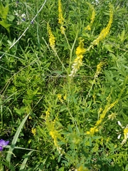 Melilotus officinalis