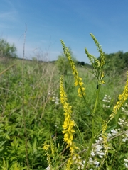 Melilotus officinalis