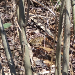 Pelophylax ridibundus