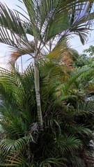 Dypsis lutescens
