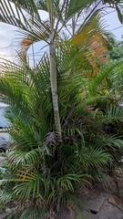 Dypsis lutescens