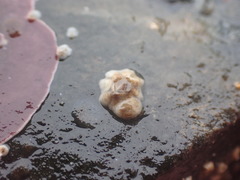 Austrominius modestus