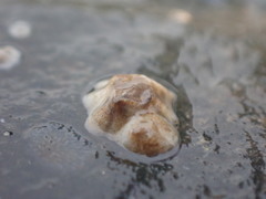 Austrominius modestus