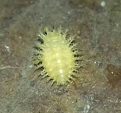 Henosepilachna vigintioctopunctata