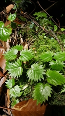 Urtica thunbergiana