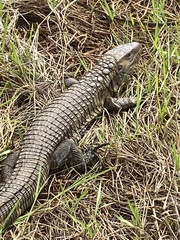 Dracaena paraguayensis