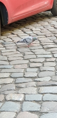 Columba livia domestica
