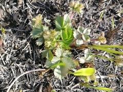 Potentilla fragarioides