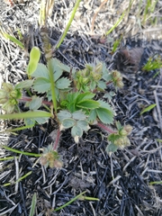 Potentilla fragarioides