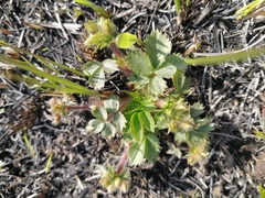 Potentilla fragarioides