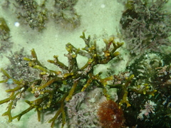 Bifurcariopsis capensis