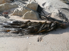 Ecklonia