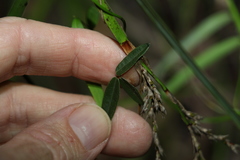 Glycine cyrtoloba