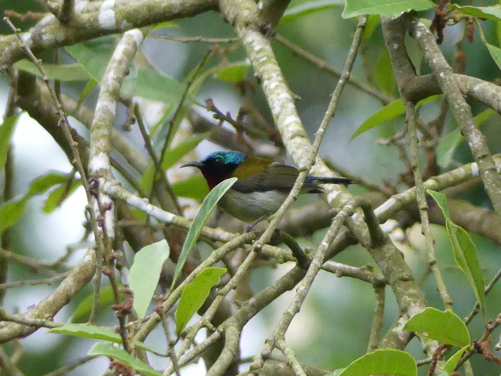 Fork-tailed Sunbird from Tai Po Kau Headland Conservation Area, Hong ...