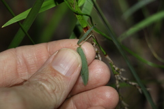 Glycine cyrtoloba