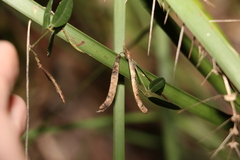 Glycine cyrtoloba