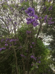 Jacaranda caucana