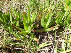 Mesembryanthemoideae