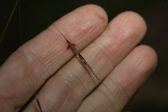 Chrysopogon sylvaticus