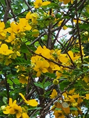 Senna sulfurea
