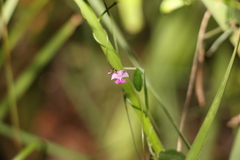 Glycine cyrtoloba