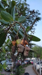 Anacardium occidentale