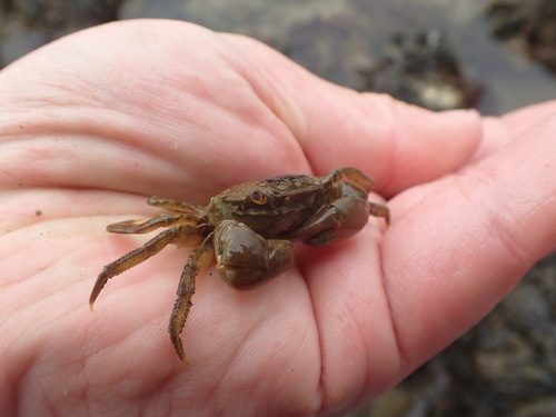 Brush-clawed Shore Crab, Jacobahaven, 4675 RB Netherlands, photo 10 of 10