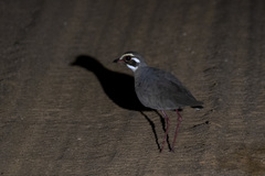 Rhinoptilus chalcopterus