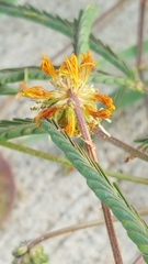 Neptunia lutea
