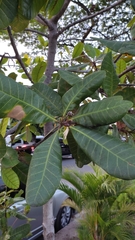 Anacardium occidentale