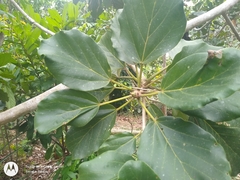 Coussapoa asperifolia