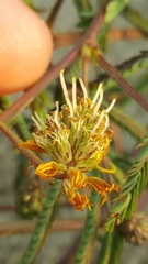 Neptunia lutea