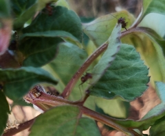 Ectatomma tuberculatum