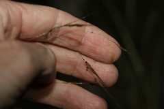 Chrysopogon sylvaticus